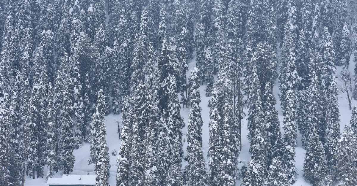 Freezing uncooked ‘chicken of the woods’ - Snow Covered Pine Trees in the Mountain