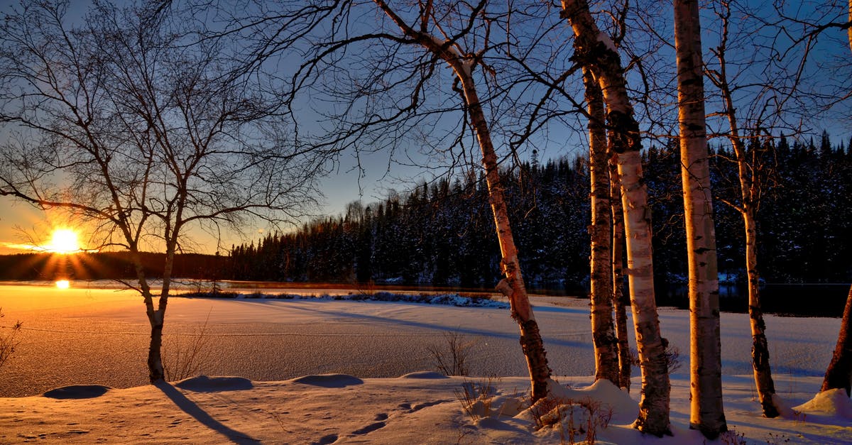 Freezing uncooked ‘chicken of the woods’ - Snowy Field during Golden Hour