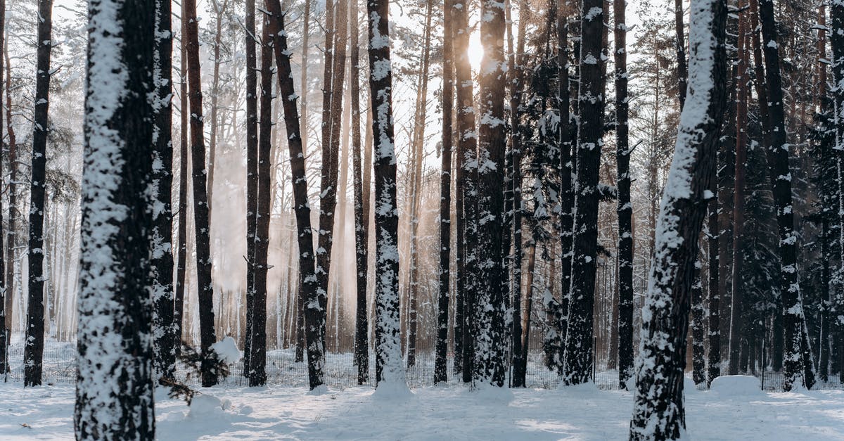 Freezing uncooked ‘chicken of the woods’ - Woods Covered With Snow