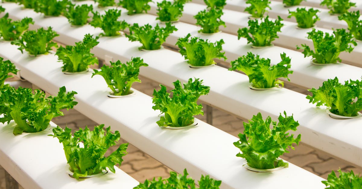 Fresh basil storage - View of Vegetables