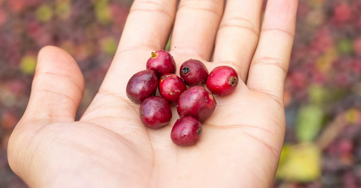 Fresh cranberries OR frozen cranberries - Person Holding Cranberries