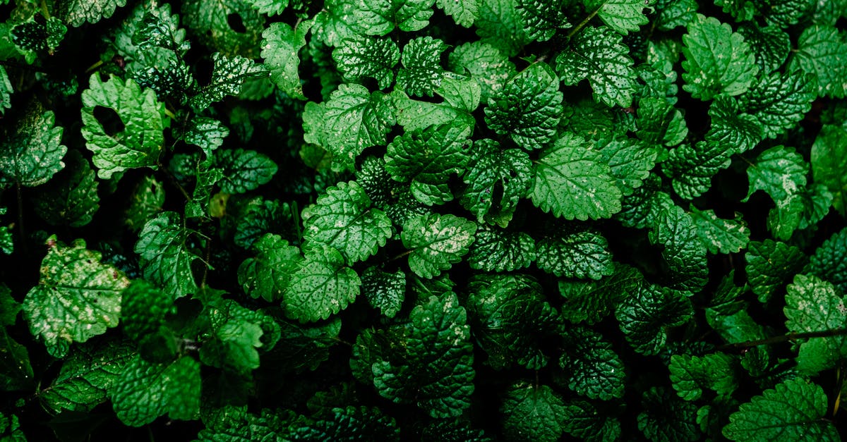 Fresh Herb Storage - Green Plant in Close Up Photography