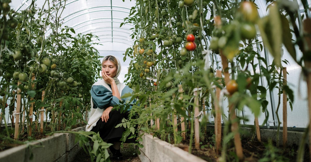 Fresh tomatoes for home-made pizzas, is it worth it? - Woman Looking At Tomato Plants