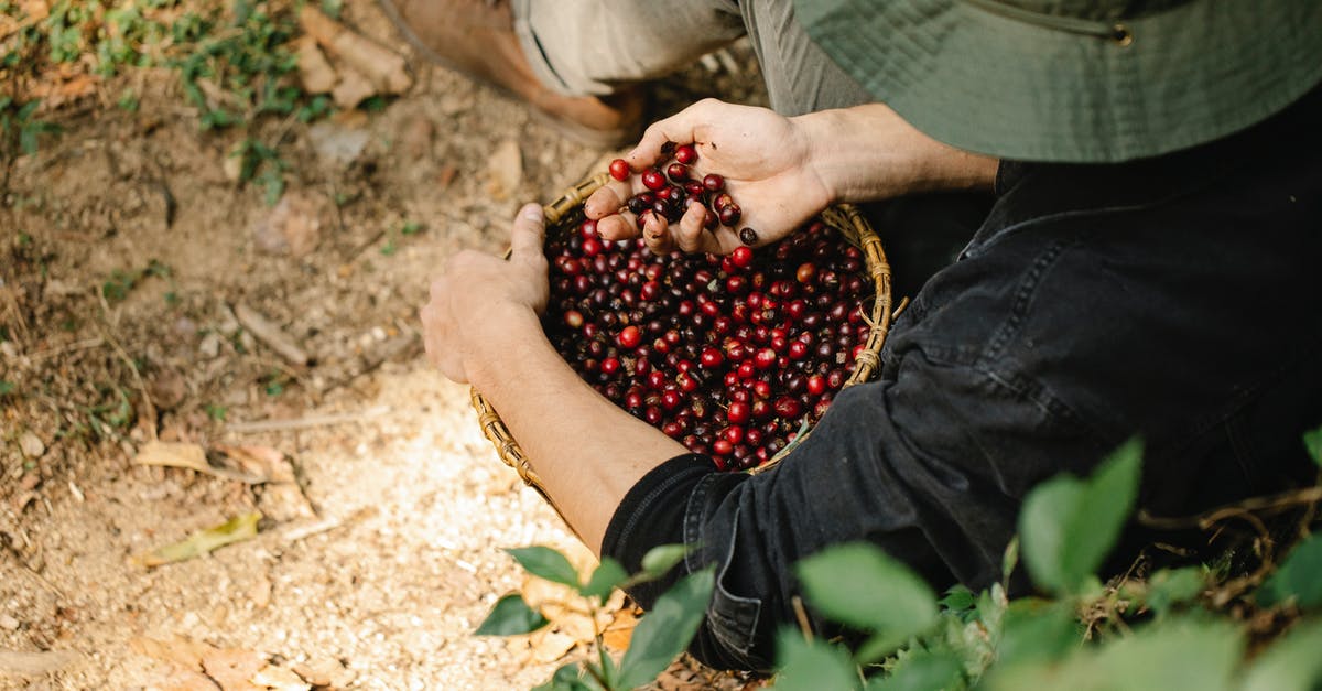 Freshly ground coffee, how fresh should it be? - Crop unrecognizable man with basket of coffee berries