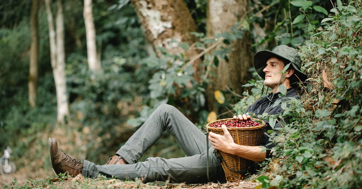 Freshly ground coffee, how fresh should it be? - Calm man with basket of coffee berries resting in nature