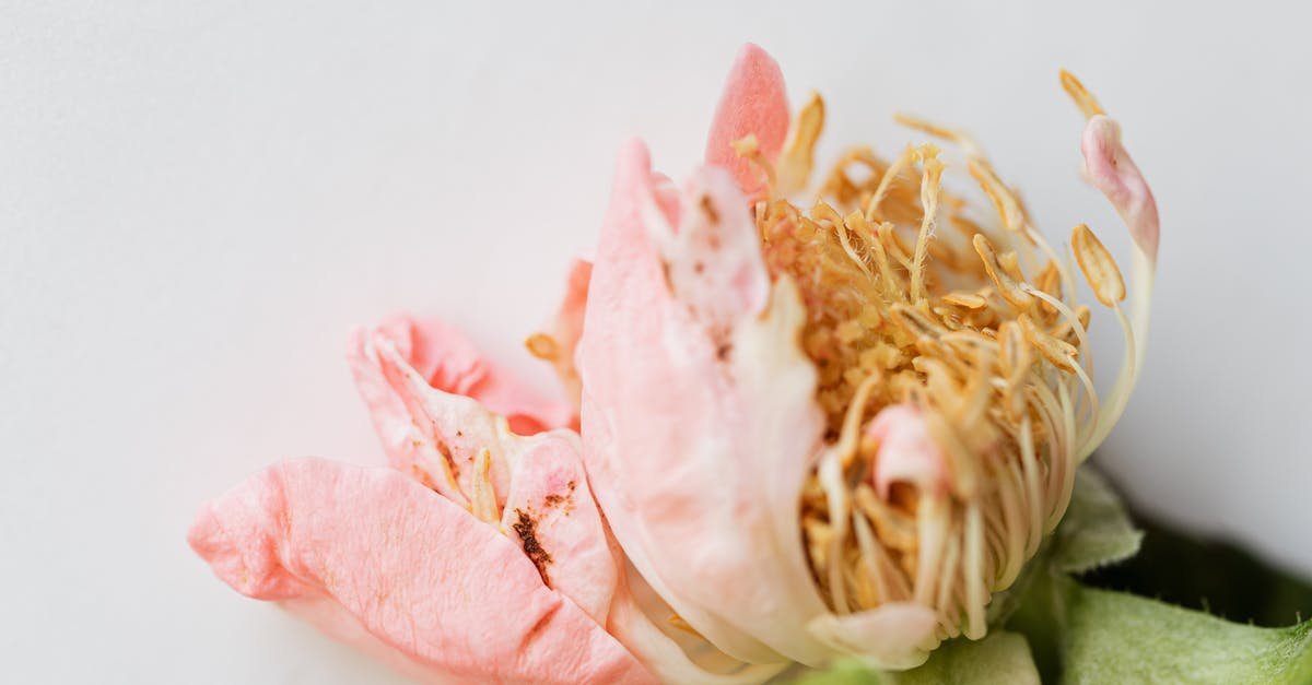 From elastic to fragile chocolate - From above closeup of withered pale pink flower buds with tender petals and thin pestles in center near green leaves on white background