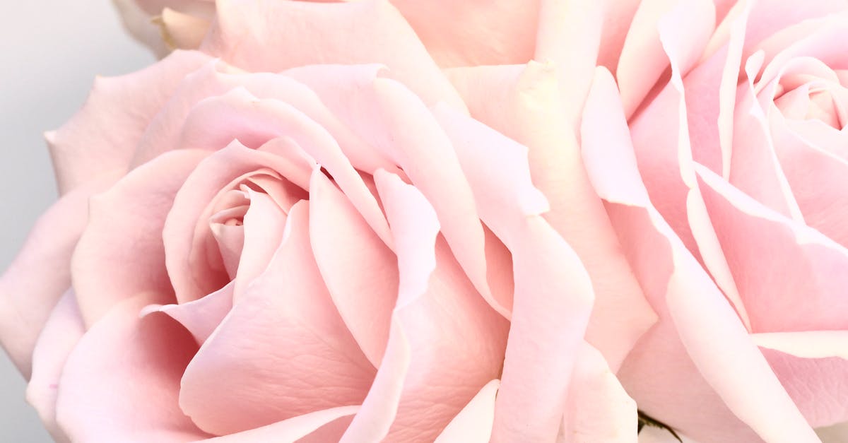 From elastic to fragile chocolate - Delicate blossoming pale pink roses on white background