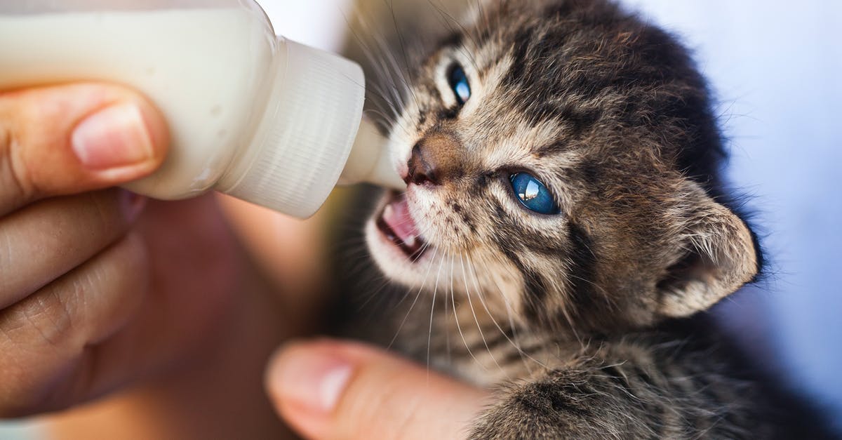 Frothing Milk By Hand - Close-Up Photo of Person Feeding a Kitten