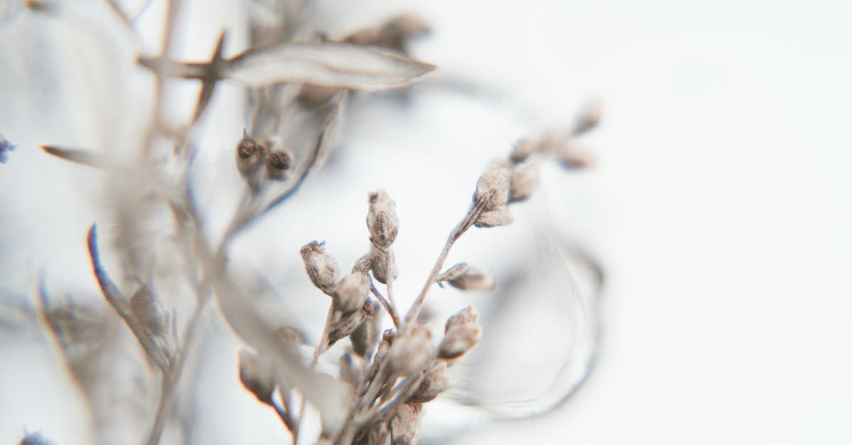 Frozen dinners extremely dry after reheating - Selective Focus Photography of Plants