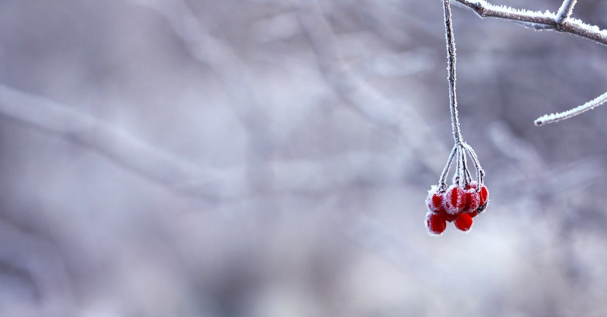 Frozen Fruits Effectivenss? [duplicate] - Red Fruit Handing on Tree Branch Selective Color Photography