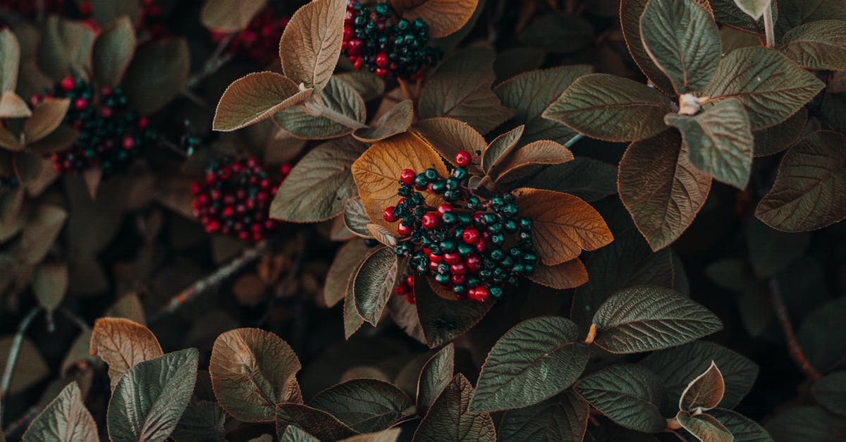 Fruit color change - Close Up Photo of Berries