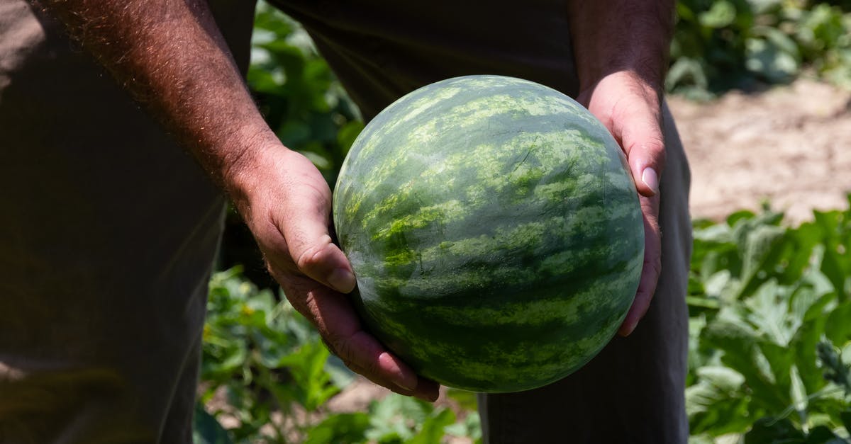 Fruit Flies and Storage of Fresh Produce - Close-up Photo of Person Holding Green Watermelon Fruit