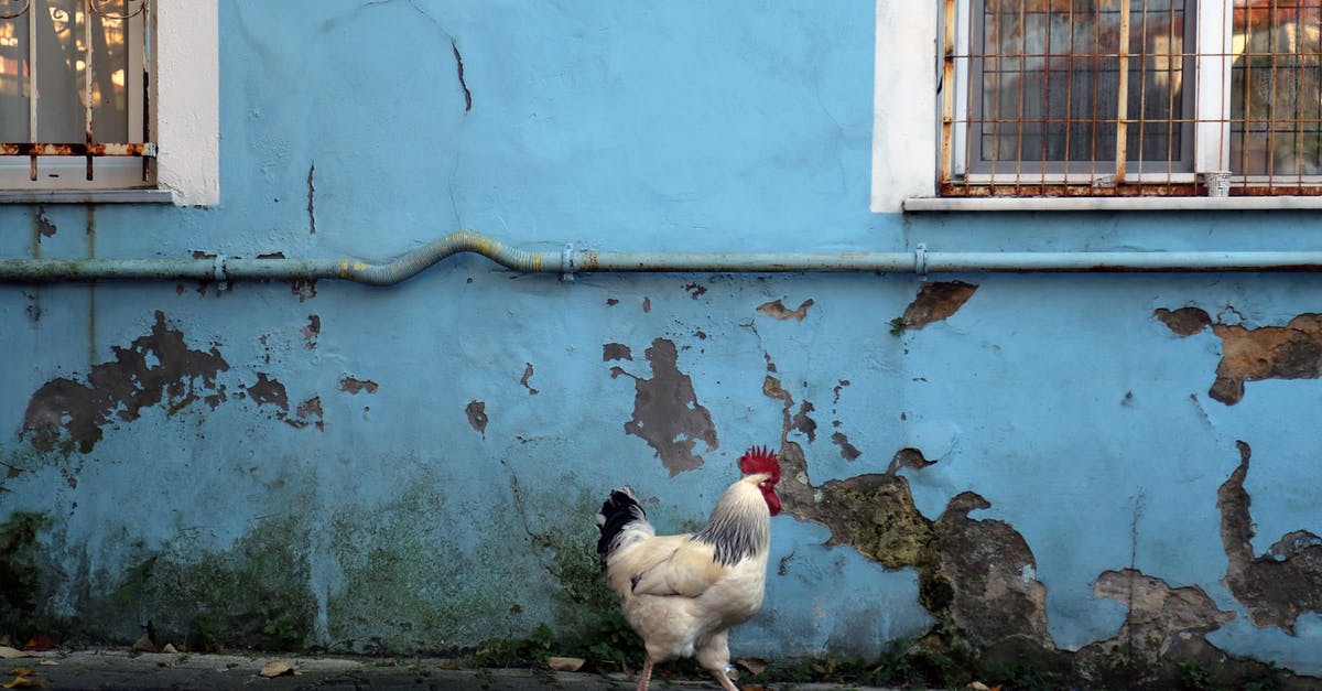 Frying a rooster rather than roasting? - White and Black Chicken Walking on Sidewalk