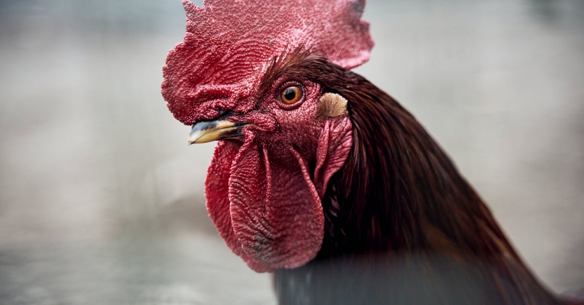Frying a rooster rather than roasting? - Red Rooster in Close Up Photography