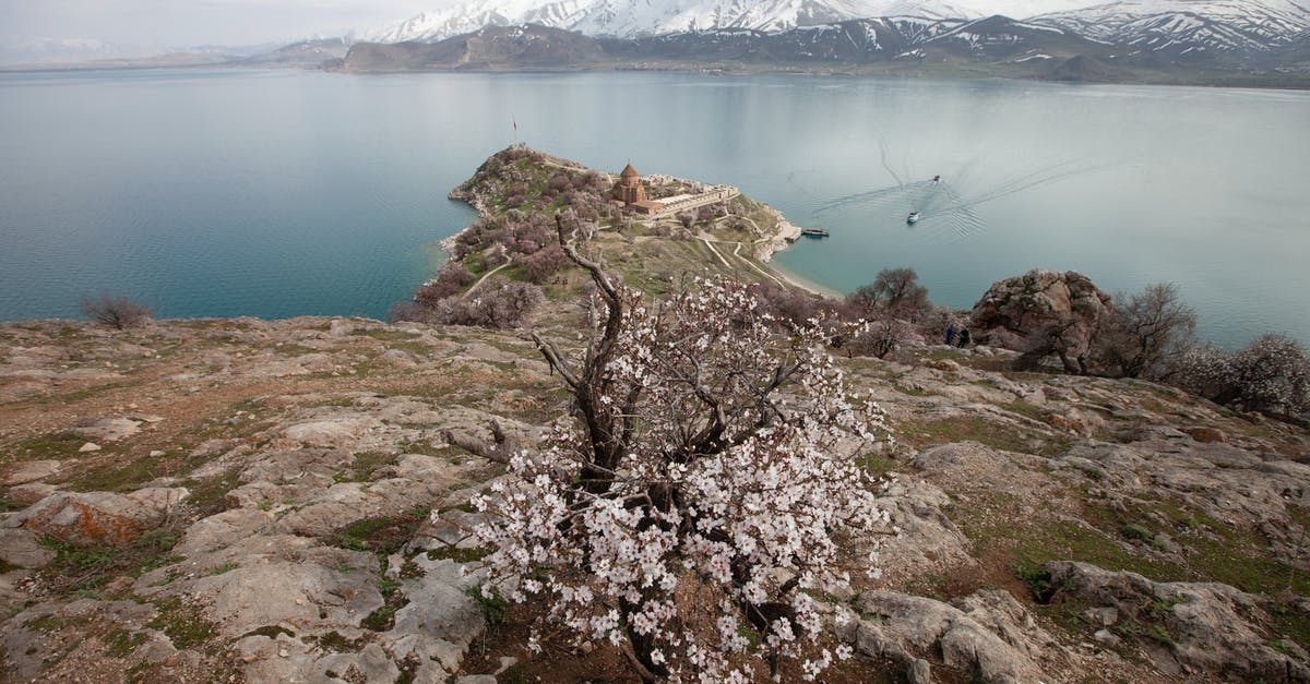 Frying a turkey while snowing - White Flowers Near Body of Water