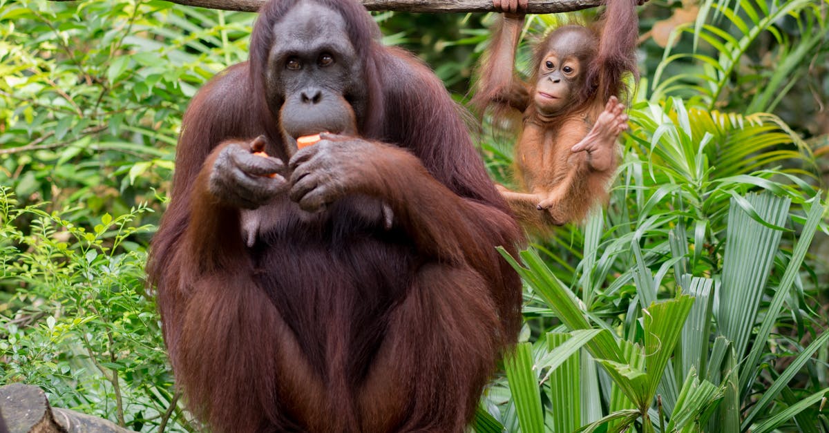 Garlic brown spots, safe to eat the rest of the bulb? - Orangutan eating fruit near funny baby primate hanging on liana