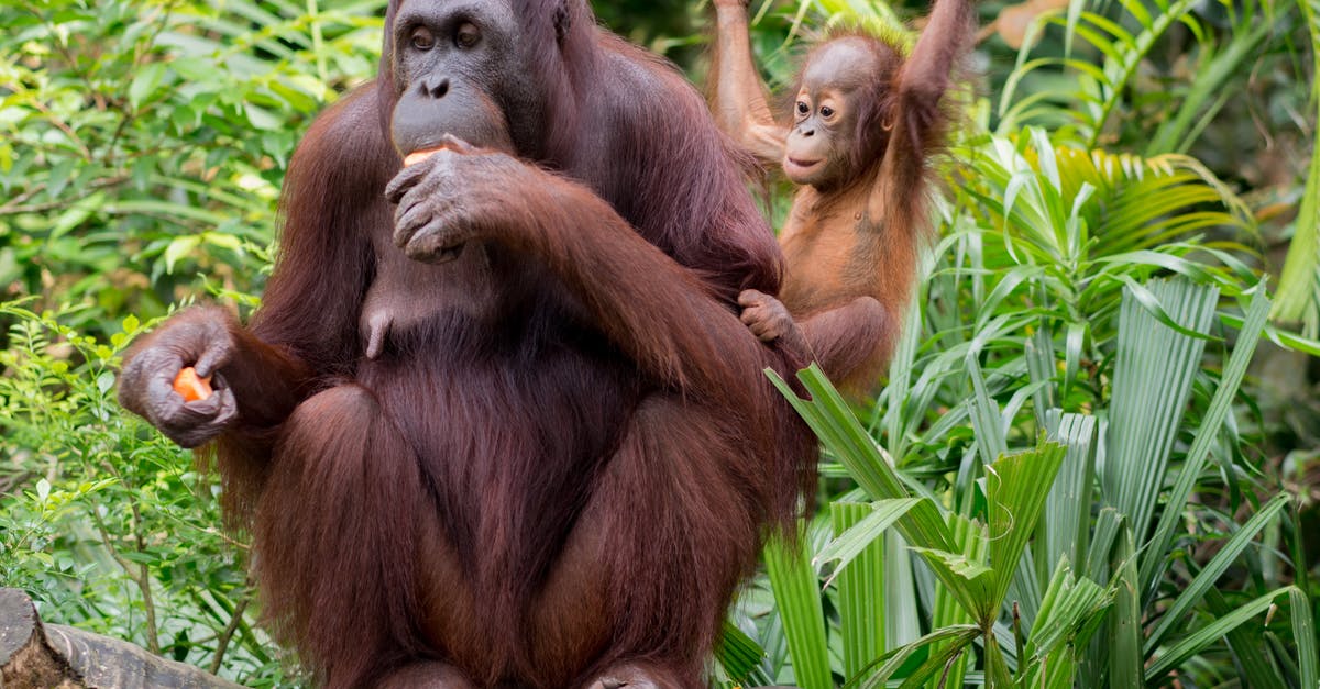 Garlic brown spots, safe to eat the rest of the bulb? - Adult primate with brown fur resting on fallen tree trunk while eating fruit slices near funny baby orangutan hanging on liana above colorful green thickets in daylight and looking away