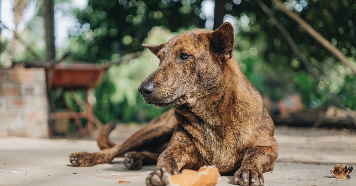 Garlic brown spots, safe to eat the rest of the bulb? - Tranquil mongrel dog lying on ground with piece of bread