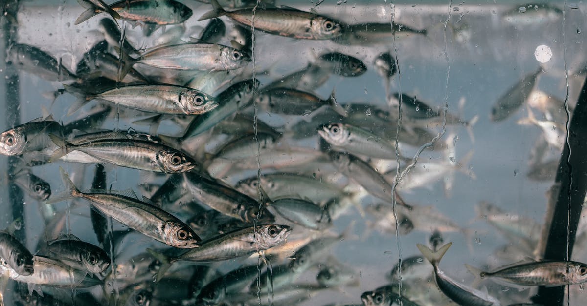 Glass still safe after boil-off? - Closeup of plenty of small fish swimming together in clean glass transparent aquarium