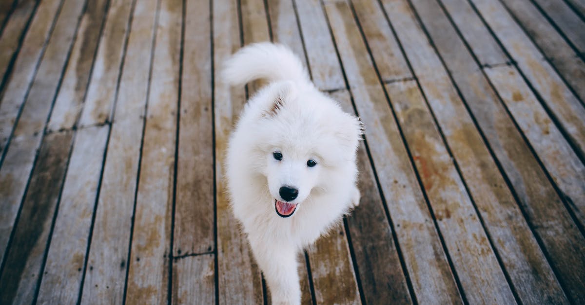 Gnocchi - best fluffy technique - Samoyed Puppy Walking on Wooden Flooring 