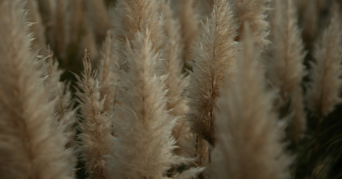 Gnocchi - best fluffy technique - Brown Wheat Field