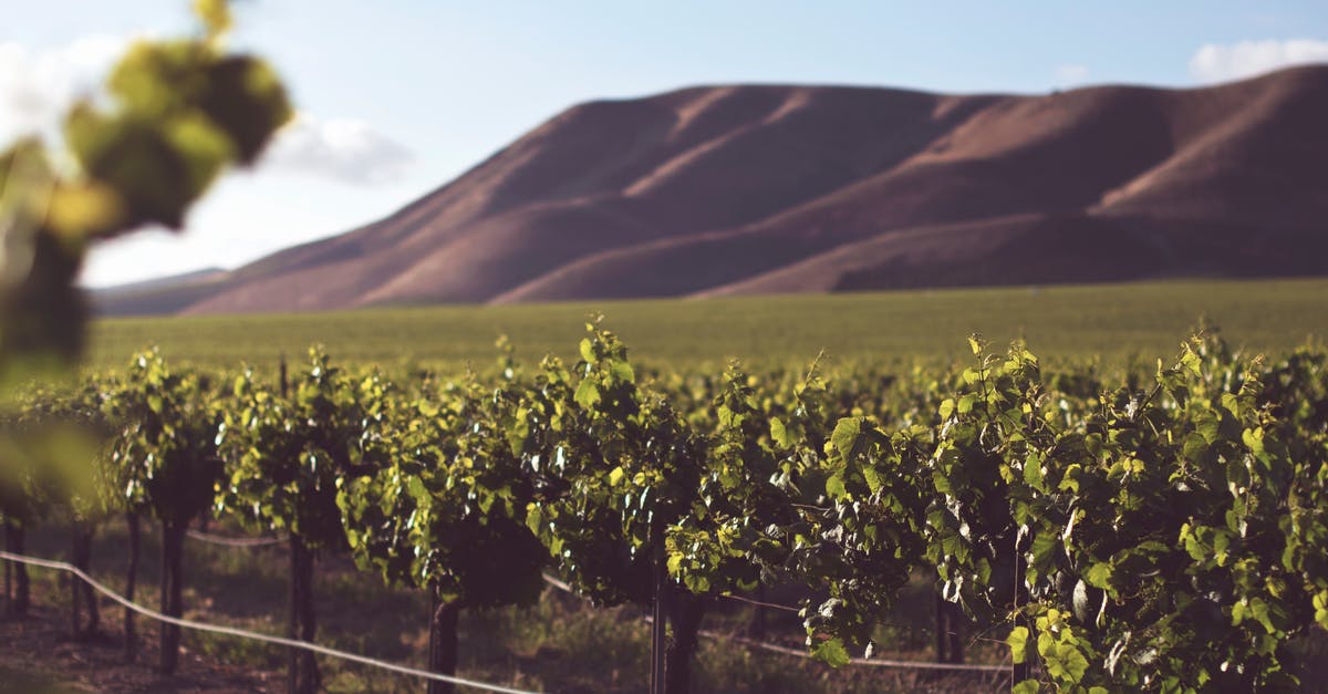 Grape vinegar vs wine vinegar - Photography of Green Plant Crops