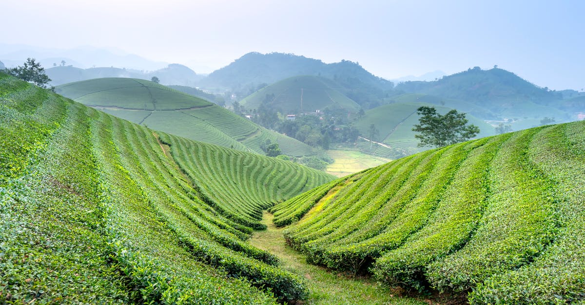 Grassy Tea and brands - Green agricultural tea plantations with rows located on farmland against hilly area covered with grass in rural area on summer day