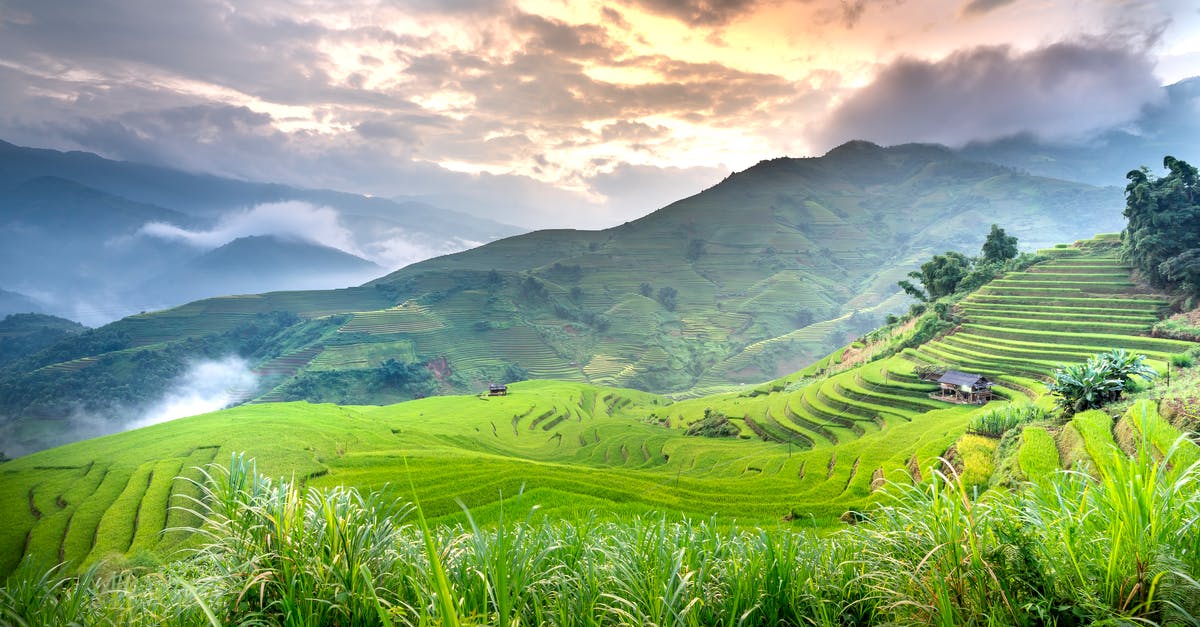 Grassy Tea and brands - Tea plantations on green farmland