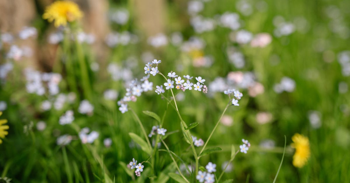 Great sauce but tiny hint of bitterness - White and Yellow Flowers in Tilt Shift Lens