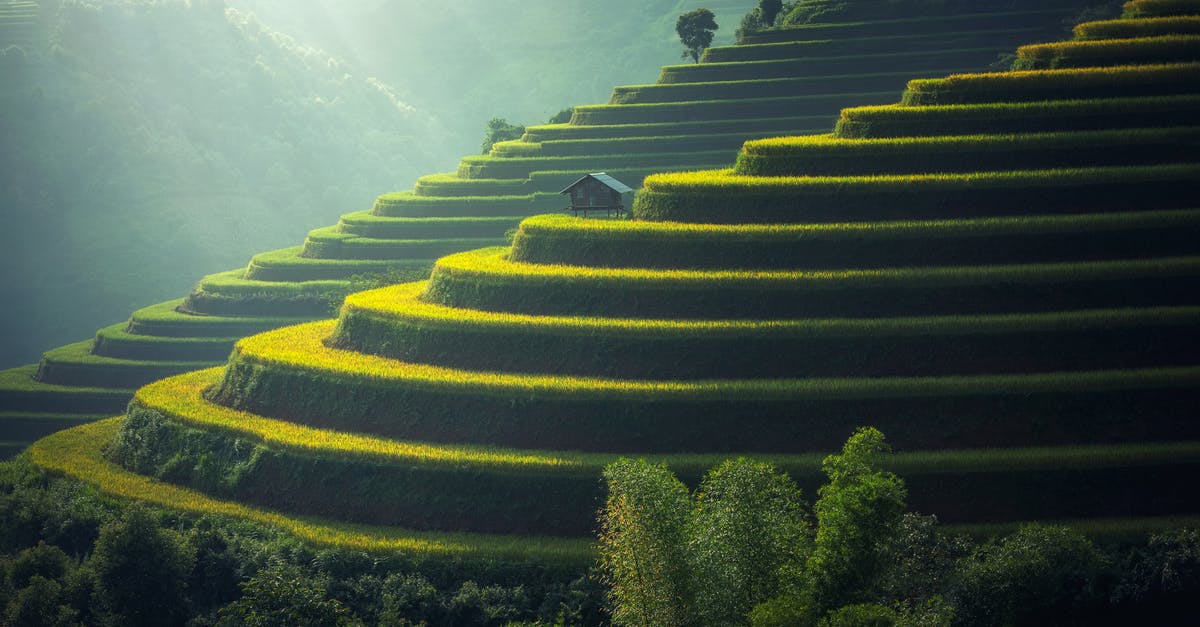 Green broccoli rice - Scenic View of Rice Paddy