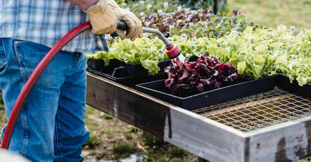 Green lettuce water? - Crop unrecognizable farmer watering plants outside