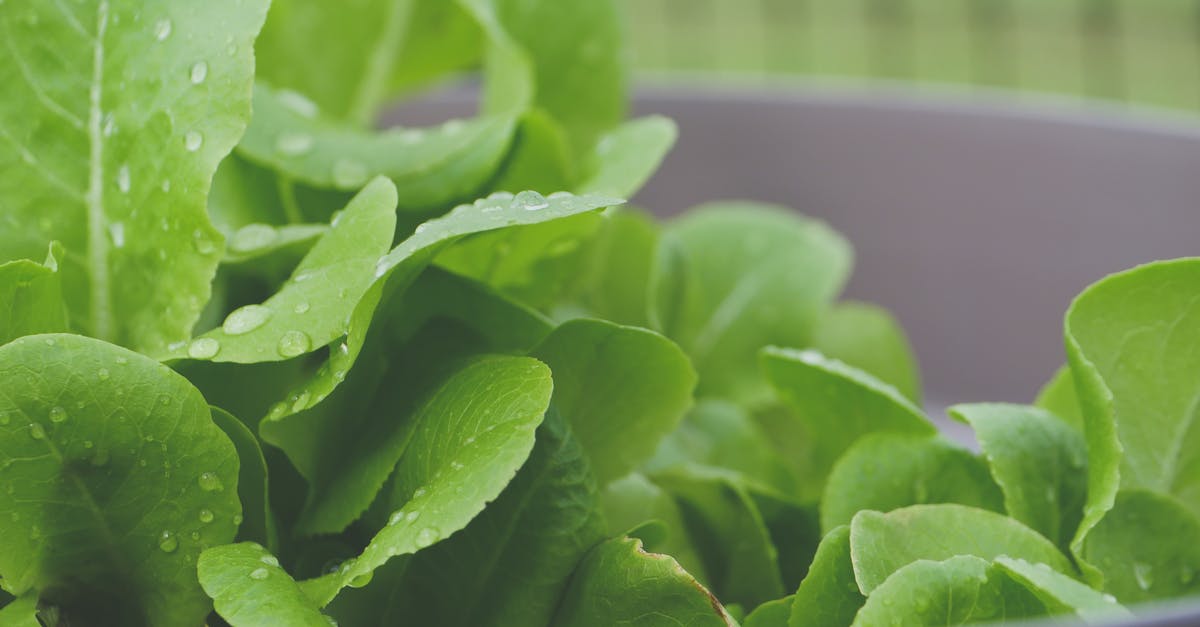 Green lettuce water? - Selective Focus Photo of Green Lettuce