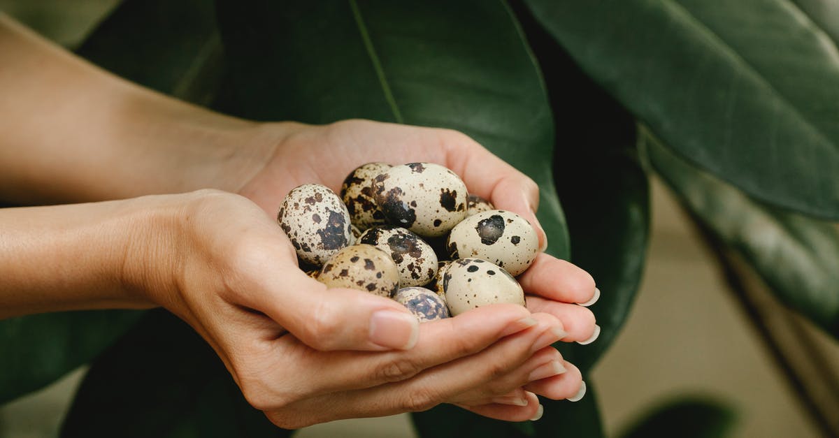 Green spots on bullseye egg - Woman with quail eggs in hands