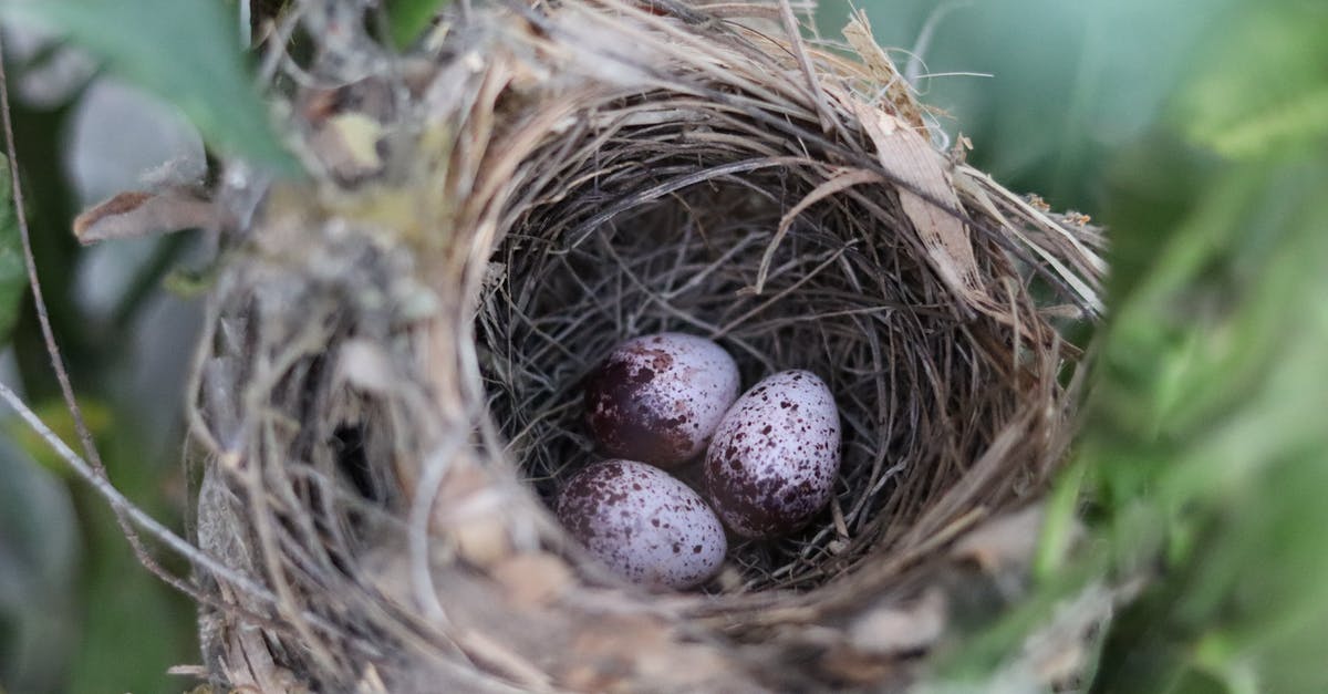 Green spots on bullseye egg - From above of spotted bird eggs in dry nest coiled of tree twigs near green leaves in daylight in park