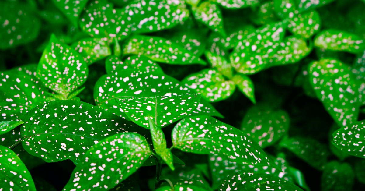 Green spots on bullseye egg - Water Droplets on Green Leaves