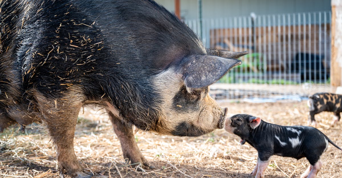 Ground Beef vs. Ground Pork - Side view of spotted mini pig and big pig sniffing noses each other and standing on farmyard at daytime