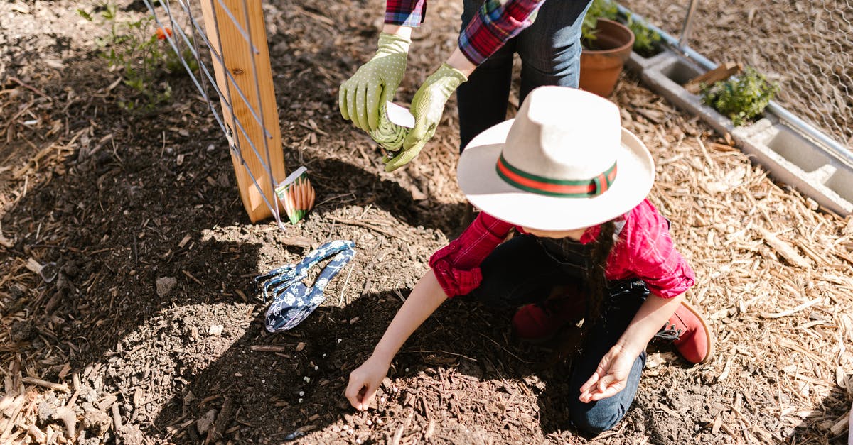 Ground coriander vs coriander seeds - A Kid Planting Seeds on the Ground Soil