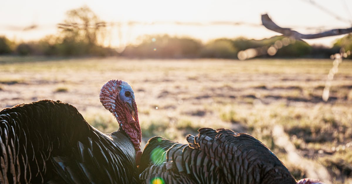 Ground Turkey "with natural flavoring" - Side view of adult Meleagris gallopavo Linnaeus with black feathers and long wattles in field covered with dry yellow grass in sunlight on blurred background