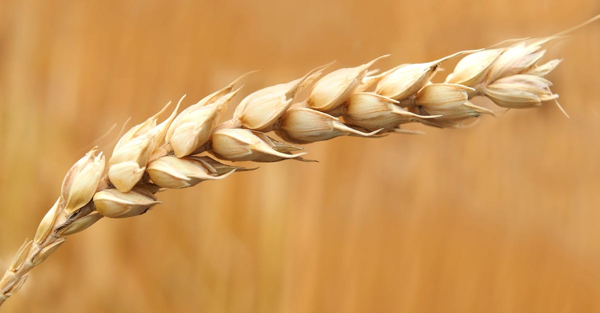 Hard dry crusts on frozen bread - Wheat Grains Closeup Photography