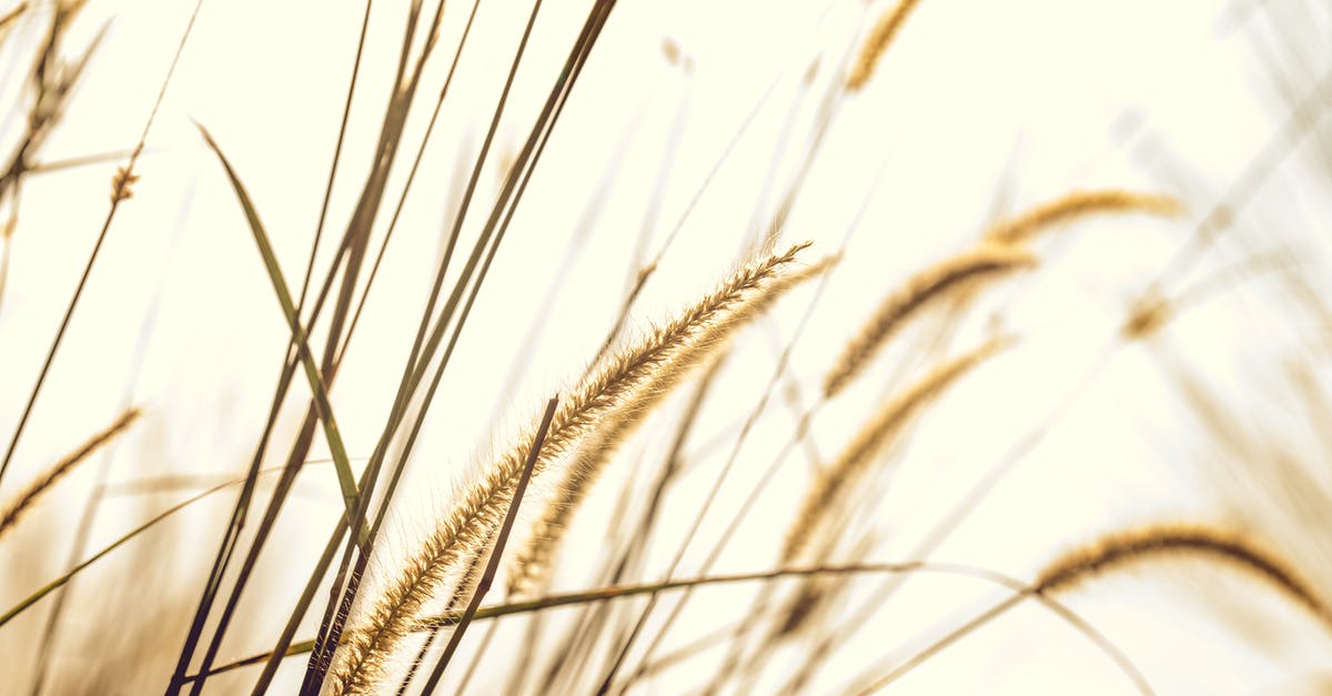 Hard dry crusts on frozen bread - Brown Fountain Grass Closeup Photography