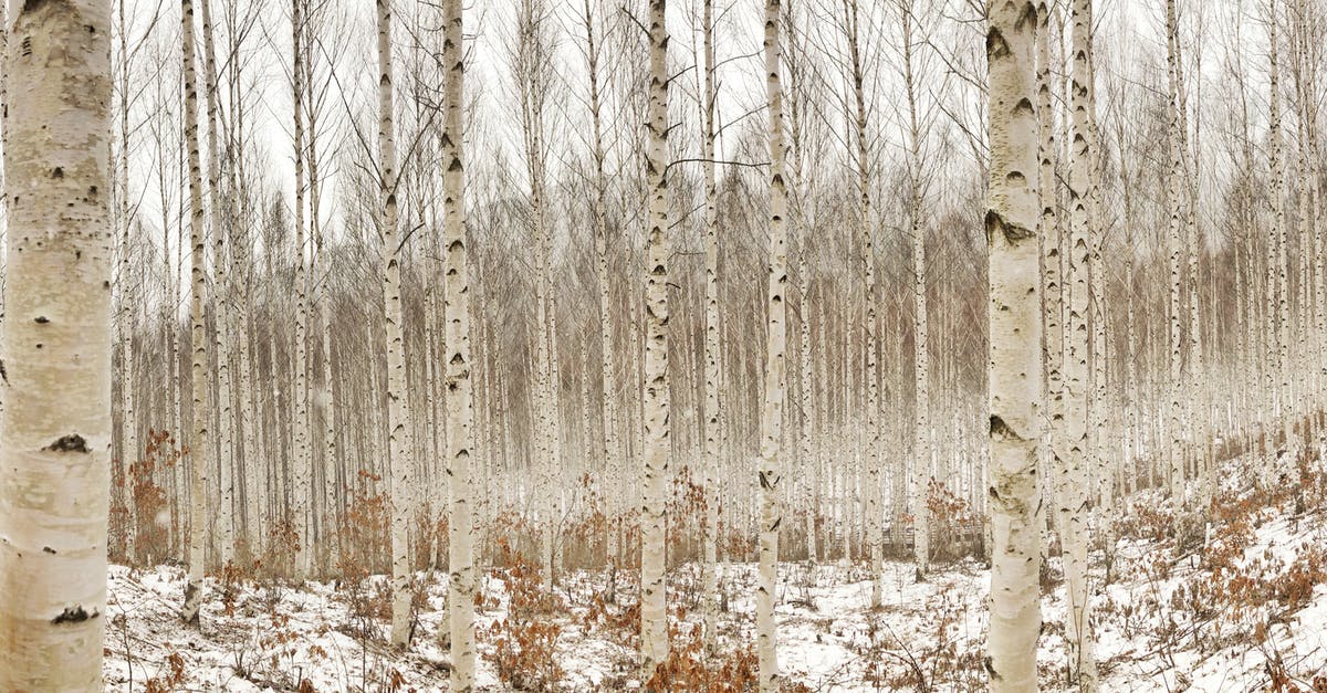 Has anyone ever tried birch sap as a tonic? - Birch Tree Photography