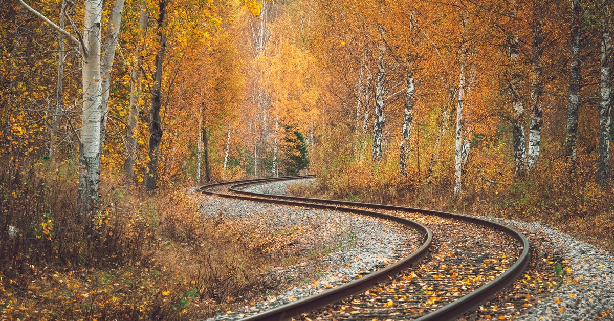 Has anyone ever tried birch sap as a tonic? - Railroad Tracks Running Through Autumn Birch Forest