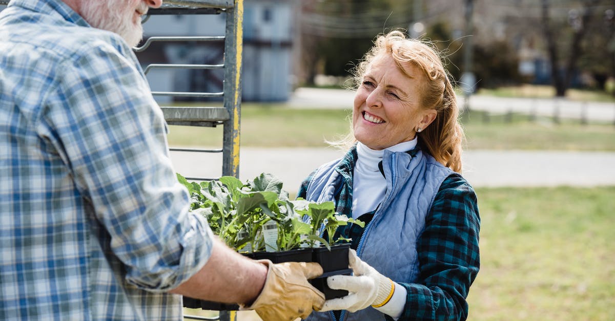 Help Identifying a pale green, spherical squash-y like vegetable - Couple of elderly gardeners in checkered shirt standing in farmland and holding box with green fresh lettuce leaves together while looking away in daytime