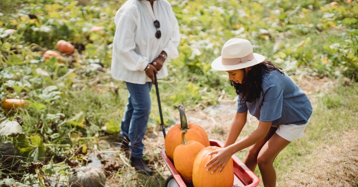 Help identifying squash - Full body of young Hispanic girl collecting pumpkins in cart while helping mother in agricultural field