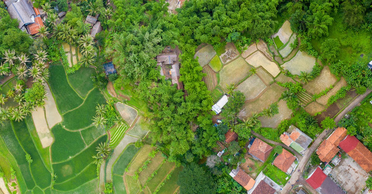 Home made Rice Milk that's not slimy or chalky? - Aerial View of Rice Fields With Houses