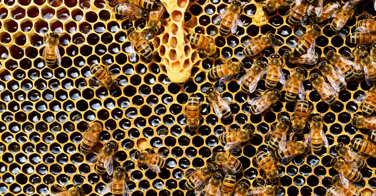 Honey changing into unusable, hardened clump - Top View of Bees Putting Honey