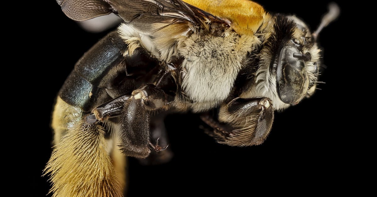 Honey changing into unusable, hardened clump - Macro Photography of Yellow and Black Honey Bee