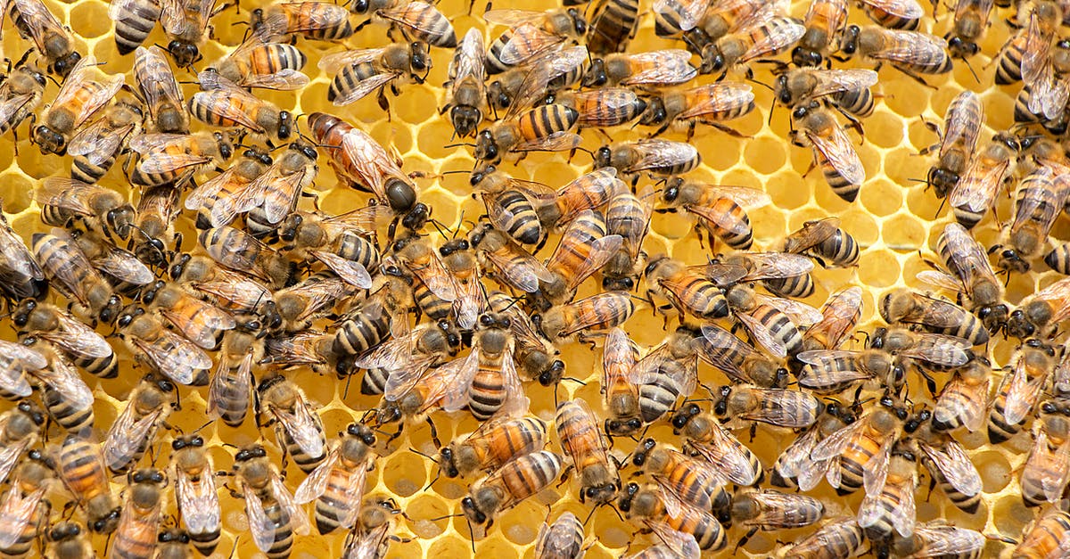Honeycomb in honey - how long does it last? - Swarm of Bees