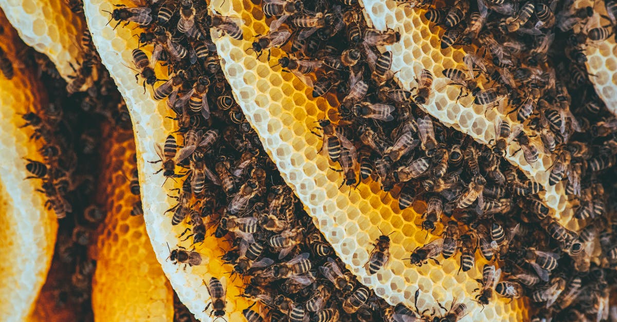 Honeycomb in honey - how long does it last? - Yellow and Black Bees on Brown and Black Textile