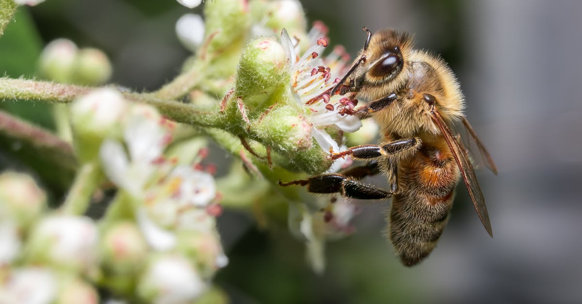 How are Boneless Wings Made - Honey Bee and Flower